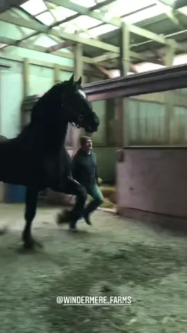 Kong is hot to trot! He’s from Windermere Farms #percheron #stallion #horsepower