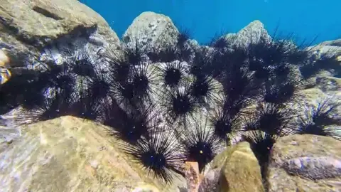 Bulu Babi atau yang dikenal Landak Laut / Nama Latin Diadema Antillarum #bulubabi #landaklaut