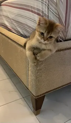 Caught red handed destroying bed, attempting to talk his way out of it. Smh.. #fy #foryoupage #cat #catsoftiktok #kitten #kittensoftiktok