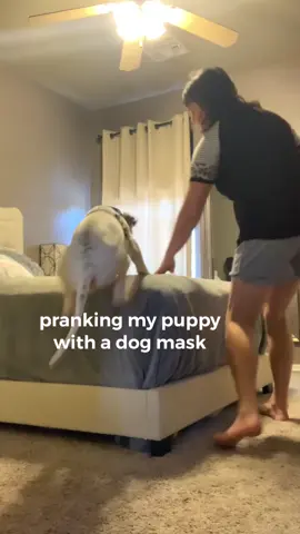 @careys33 #prank  #dog #mask