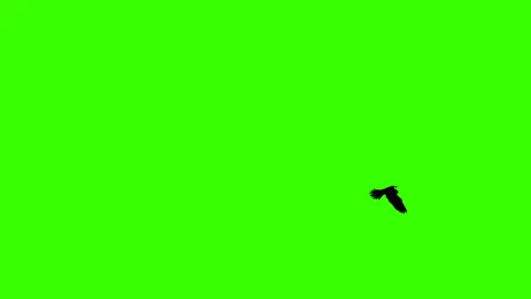 Birds Flying Green Screen 2 #greenscreen #foryourpage #fypシ