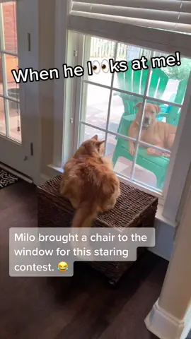 Guess who won? #staring #staringcontest #dogs #cats #pitbull #catsoftiktok #tabby #catanddogs #fypシ