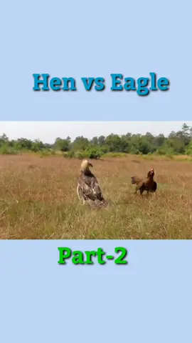 Hen 🐔 vs Eagle 🦅 part-2