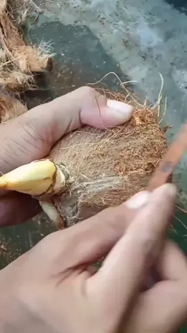 Tips Membuat bonsai kelapa super keren #bonsaikelaapa #fyp #coconutbonsai #coconut #viral #popular #tranding #trees #plant #seni #kretif