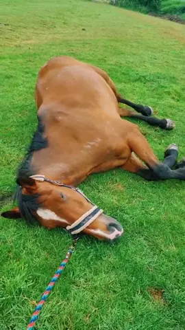 apparently he did not want to be rode #horse #equestrian #sportshorse #sleepy ##foryoupage #Love #smile #longnight #rest #bestfriendscheck