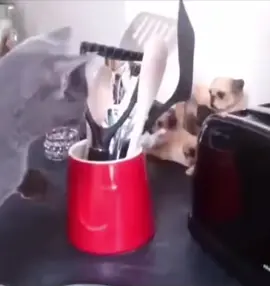 Cat vs toaster😁 Funny cat video