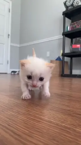 From born to grow up!!!! #catlover #cat #petlover #kitten #fyp #foryoupage #funnypet #pet #borntoglow