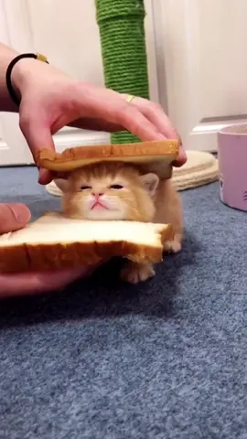 Kitten sandwich again!  #catlover #cat #petlover #kitten #fyp #foryoupage #funnypet #pet #sandwich