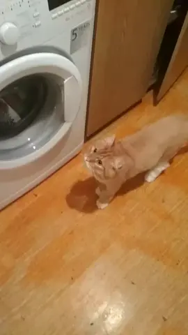 Филл учит Цыгана🐅😉