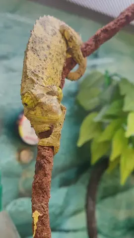 #chameleon #cuteanimals #funnyvideo #funnyanimalvideos #funnyanimals
