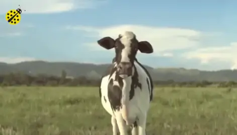 #tiktok #fyp #vache #بقرة_ضاحكة #كرشي #كرشي_سر_سعادتي