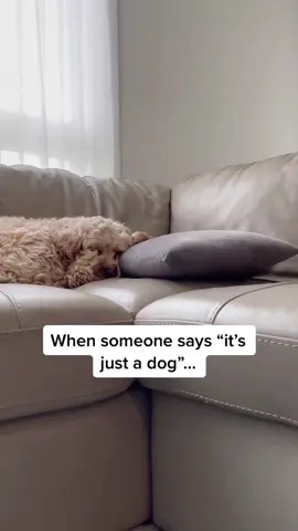 Just a man and his dog #dogsoftiktok #PetsOfTikTok #cutedog #doglove #puppylove #cockapoo #petlover