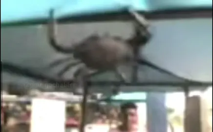 #sirifazendobarra #fypシ #sh1tpost @tiktok