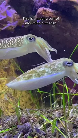 Cuttlefish romance is a wild ride! 🤷🏼‍♀️ #cuttlefish #LearnOnTikTok #animalsoftiktok