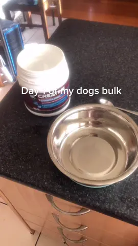 #fyp #creatine #bulk #bulkingseason  #gain #shredded #amstaff #dog #bulkingseason #GymTok