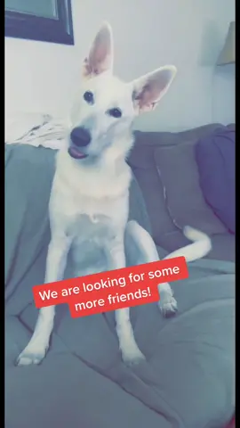 Tag a friend you think would like us!!! 🐶 🐾 #GossipGirlHere #fypシ #foryou #foryoupage #viral #trending #friends #friendship #