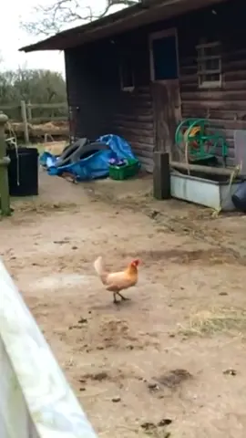 Ordinary steps can alos finish the great trip 🎗🤹‍♀️Nothing is impossible 🤾‍♂️ #chicken #flying #futurewife #drem