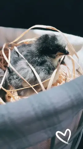 All animals deserve to be loved
