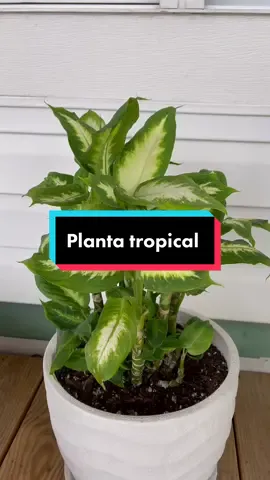 La diefembaquia maculata y yo la tengo fuera de casa. #PlantLover #jardineria #plantloversoftiktok #houseplants