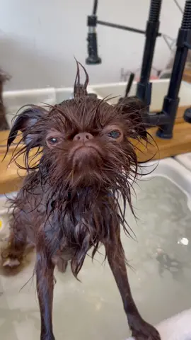 #youaresobeautifultomee #alfa #griffon #foryou #page #dogs #dogsofttiktok #PetsOfTikTok #foryoupage #foryourpage