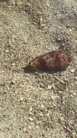 Deadly cone shell #coneshell #shell #marine #fyp #deadlycreatures #deadly #foryou #shells