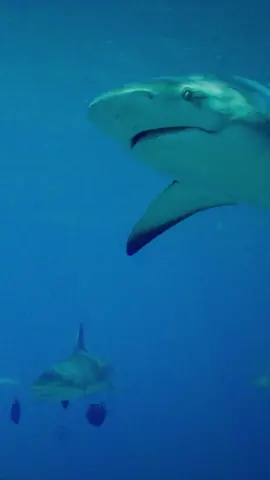 Learning how to swim with sharks is no small feat 🦈 #sharkweek #sharkacademy
