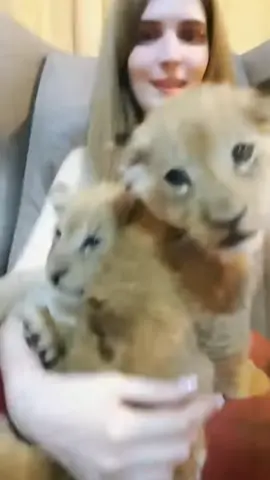 🦁🐯👩🏼 #tiger #lion #amazing  #lionking #leon #tigre #felicidad #animallover #cachorro #felinos #girl #luzasmr #freya #animales #cute