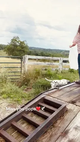 This is my favorite video I’ve ever taken #fyp #lanterns