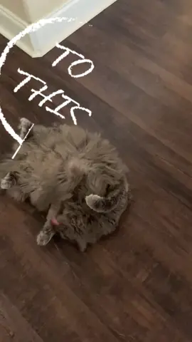 Minho is a #barbiegirl #howdidigofromthistothis #catsoftiktok #cattok #ilovecats #mainecoone #4u