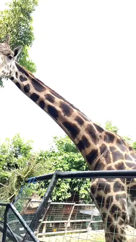 Selain lehernya, lidah jerapah juga panjang.Lidah jerapah panjangnya bisa mencapai 45 cm. Ia menggunakan lidahnya untuk mengambil dan melumat makanan