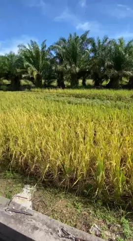 #nh8080 #fypsounds #rezekidisawah #rezekidisawah Ikhlas dalam sesuatu kerja dan perbuatan insyaAllah Rezeki Tak Terdugaaa.