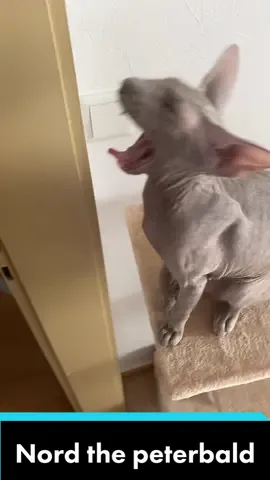 #foryou #foryoupage #peterbald #cats #peterbaldcat