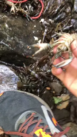 This was unbelievable… #crawfish #crayfish #crawdad #crawdaddy #fish #fishing #trap #trapping #herping #waterfall #wildlife #nature #fyp #fypシ #foryou