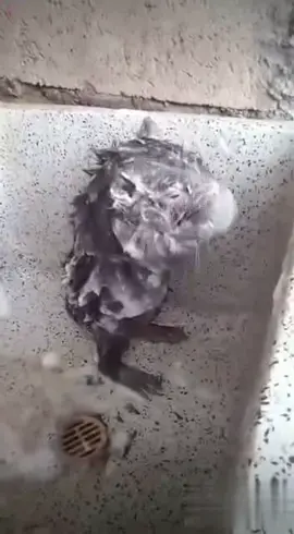 #мышка#мышарик моется#приколы