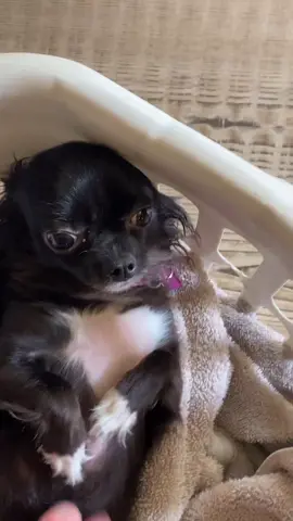 belly puddin pt3 🥺❤️ #foryou #foryoupage #feature #featureme #pets #dogs #tiktok #FerragamoLetsDance