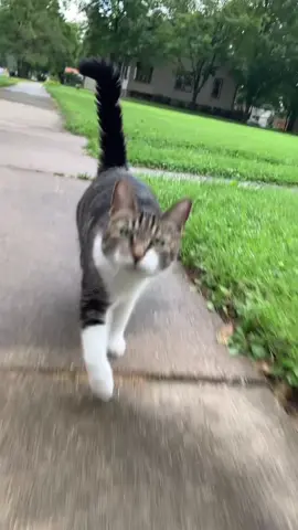 Mr. Kitters and Beans ❤️#foryou #foryoupage #fypシ #catsoftiktok #viral #cats #loveyou