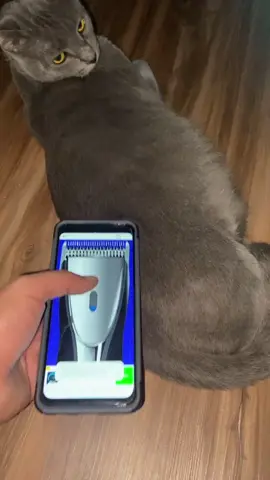 #ad les  iba cortar el pelo a Los Gatos 🐈‍⬛ pero no quieren  🤭 #cats #animal #trimmer #comedie #foryoupage #challange
