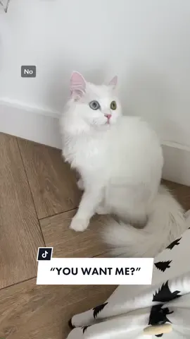 She likes new toys and cotton buds 😹❤️ #cat #fypage