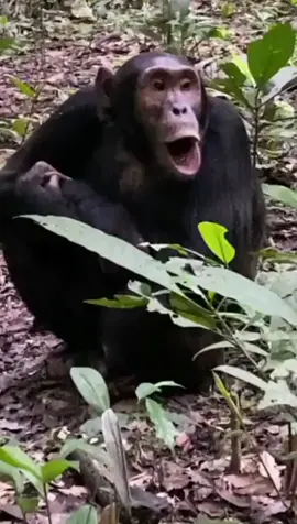 Singing lesson#justforyou #singing #cute #animallover #apes #fypシforyoupage #enjoy