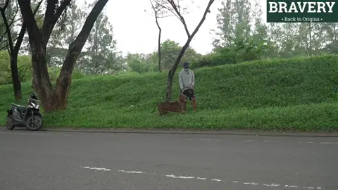 SANGAT SETIA !!! ANJING PITBULL INI NGAMUK DITINGGAL TUANNYA #fyp #fypシ #anjingviral #dogsoftiktok #anjingpintar #pitbull #pitbulllove #pitbulldogs