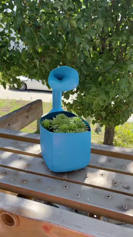 Separe sus hijos y ya lleva más #succufans #mamaplantil #cactusysuculentas #houseplants