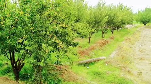 chonen washen mosam e bia drawan ♥️ balochi song✌️#khad_koocha_mastung_balochistan my