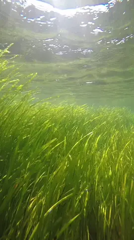 Sea grass meadows and sargassum at Bembridge today. #fyp #seagrass