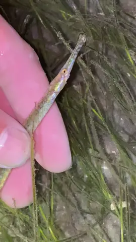 There’s all kinds of little sea creatures in the sea grass it’s a sanctuary for life #seacreatures#ocean#wildlife#fish#cute#life#night#foryou#florida