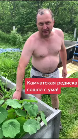 Гигантская редиска на Камчатке!#камчатка #дача