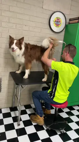 Brushin butts be like! 🤭 #doggydaycare #dog #bordercollie #fart #pet #grooming #masterminds #fartsfordays