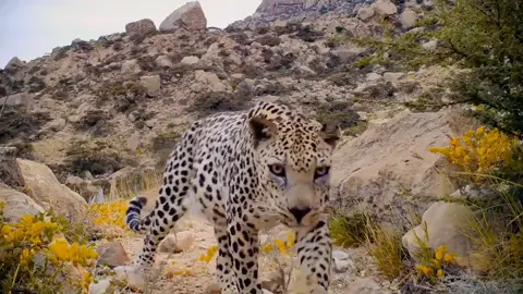 النمر العربي - حيوانات مهددة بالإنقراض #arabianleopard #endangered #nature #wildanimals