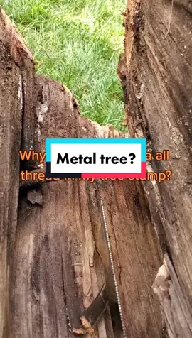 Tree stump drama #treeservice #stumpremoval #lumberjack #arborist