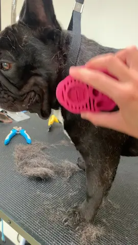 Super satisfying!! #frenchbulldog #zoomgroom #fyp #dogsoftiktok #goviral #viral