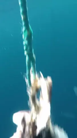 The best night of the summer is starting!Don’t miss Sharkadelic Summer 2 tonight at 9p ET on @discovery and streaming on @discoveryplus #SharkWeek